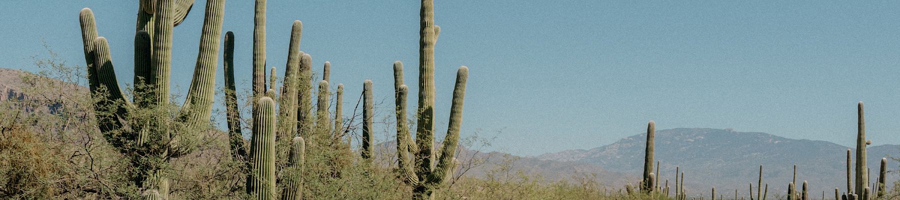 Arizona Inn