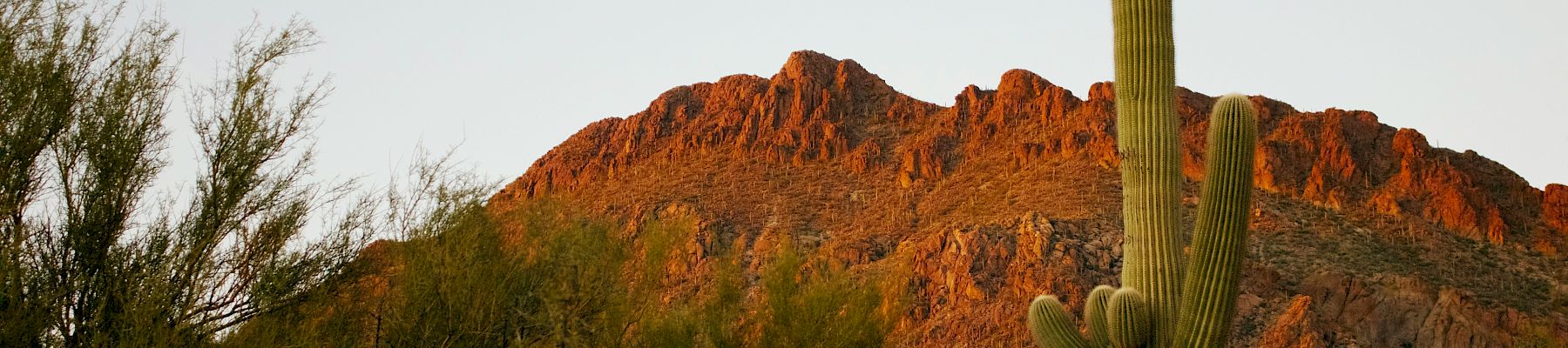 A vast desert landscape with a tall saguaro cactus and rugged sunset-lit mountains beneath a pale sky.