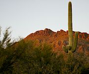 A vast desert landscape with a tall saguaro cactus and rugged sunset-lit mountains beneath a pale sky.