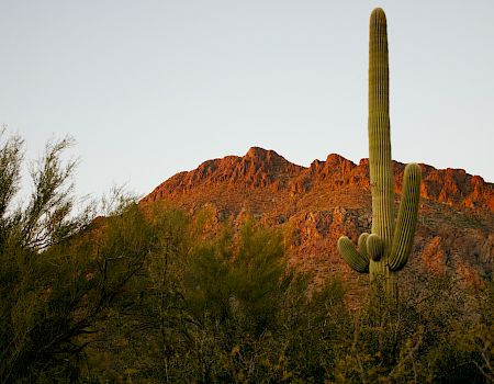 A vast desert landscape with a tall saguaro cactus and rugged sunset-lit mountains beneath a pale sky.