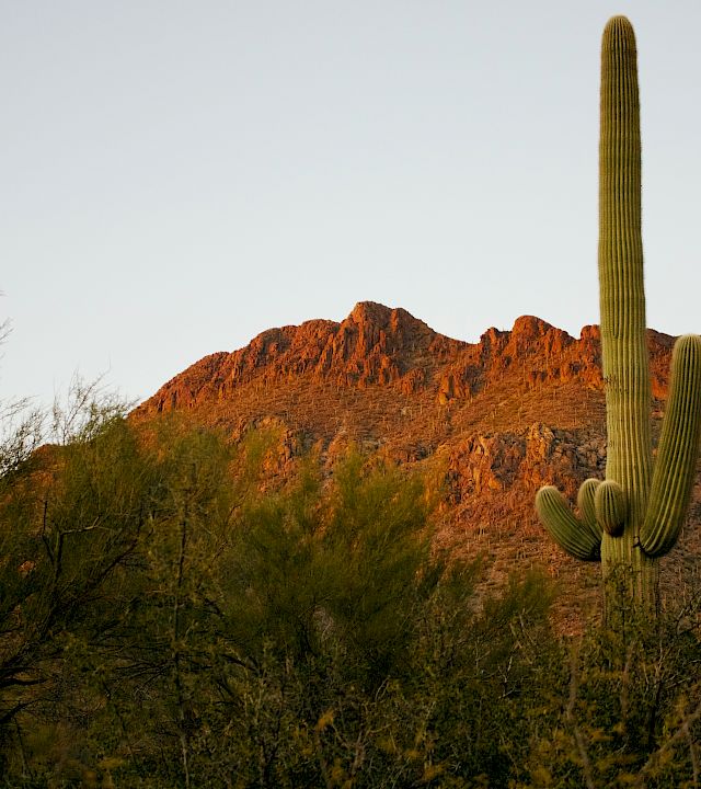 A vast desert landscape with a tall saguaro cactus and rugged sunset-lit mountains beneath a pale sky.