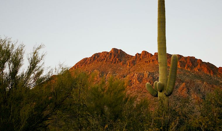 A vast desert landscape with a tall saguaro cactus and rugged sunset-lit mountains beneath a pale sky.