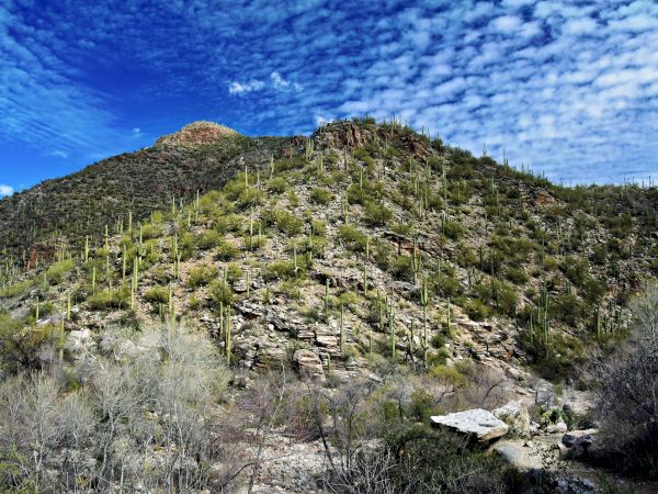 A rugged desert hillside covered with saguaro cacti under a bright blue sky and billowy clouds.
