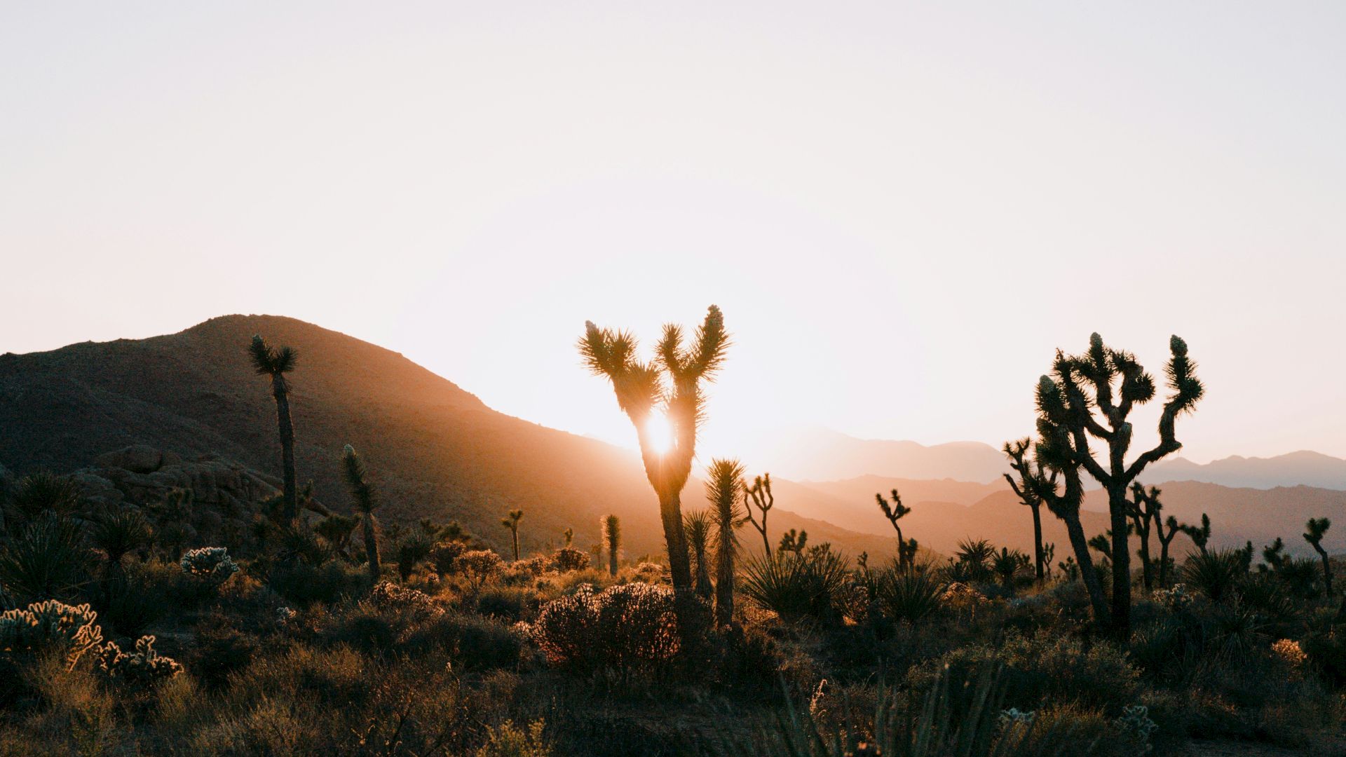 Sunrise in a desert valley with tall Joshua trees silhouetted against hazy mountains.
