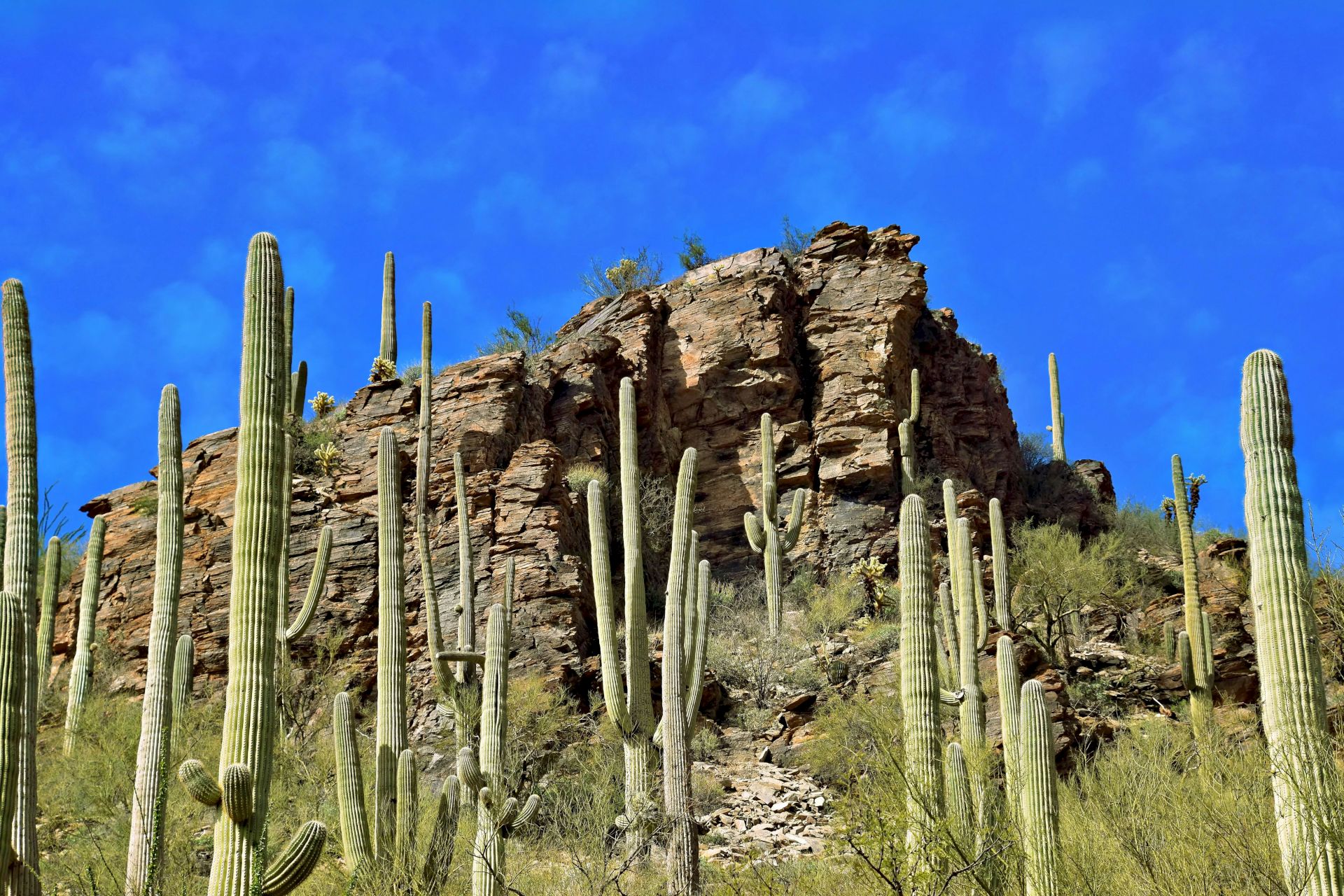 Saguaro cacti tower beside a rocky desert hill under a vivid blue sky.