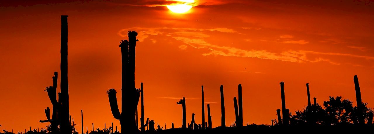 A desert sunset glows orange as tall cactus silhouettes line the horizon, a bright sun low in the sky casting long shadows.