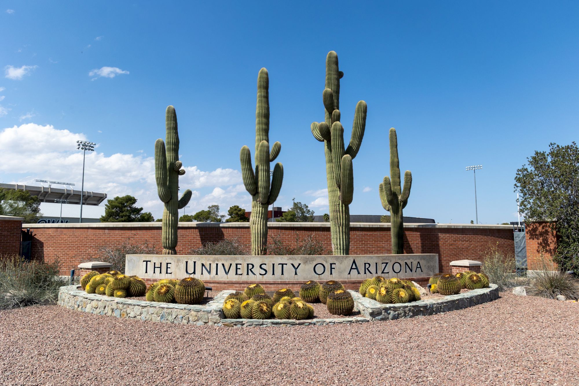 The University of Arizona entrance sign with tall saguaro cacti and desert plants under a bright blue sky.