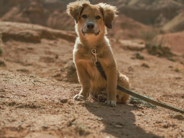 A small golden-brown dog sits on a sandy, desert-like trail with rocky hills in the background, wearing a collar and leash.
