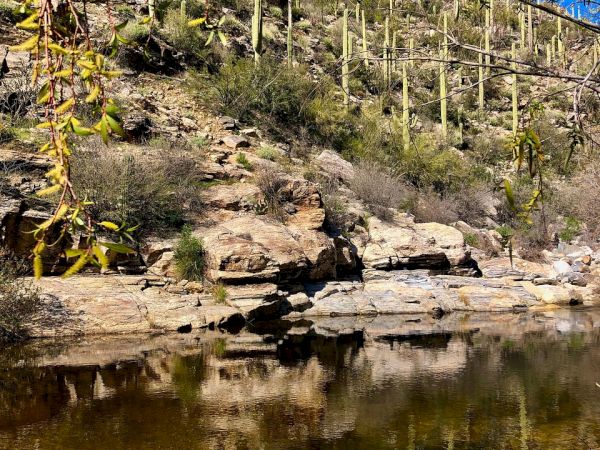 Desert canyon with a rocky shore, tall cacti on the hill, clear water reflecting the sky, and a blue, cloudless day.
