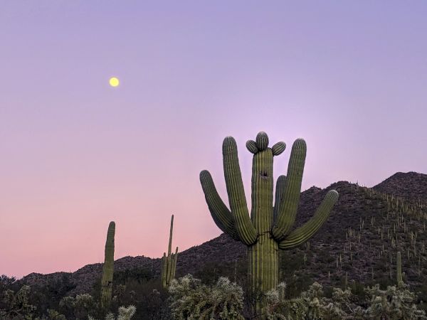 Desert landscape at dusk with a tall cactus, rocky hills, and a low moon rising, bathed in soft purple-pink sky, serene and starry.