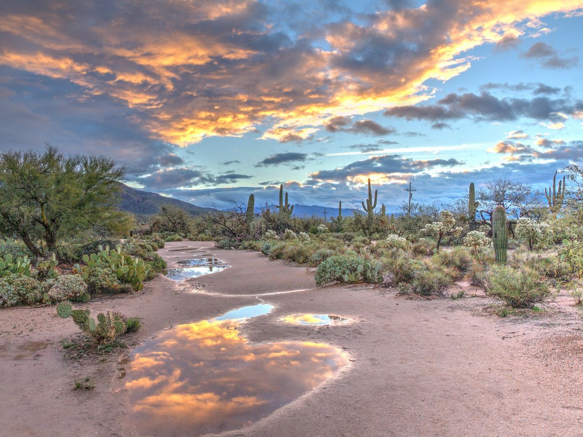 A desert scene with cacti and shrubs, a muddy path reflecting a dramatic sunset in the clouds, and distant mountains under a colorful sky.