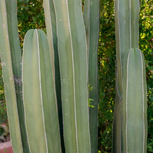 Tall green cactus-like stems with vertical ribs, set outdoors among other plants.