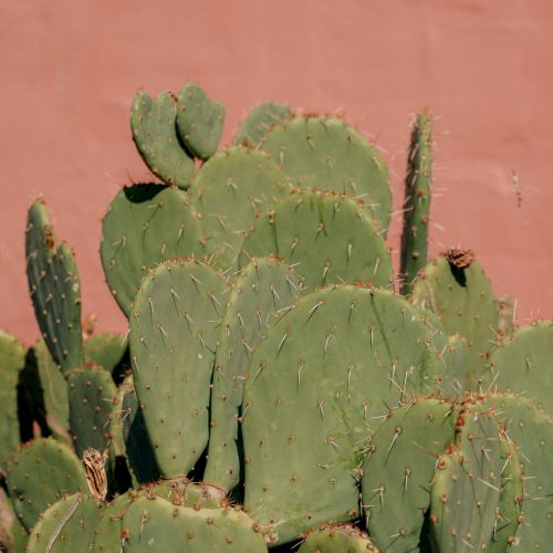 A cluster of green prickly pear cactus pads growing against a pink wall.