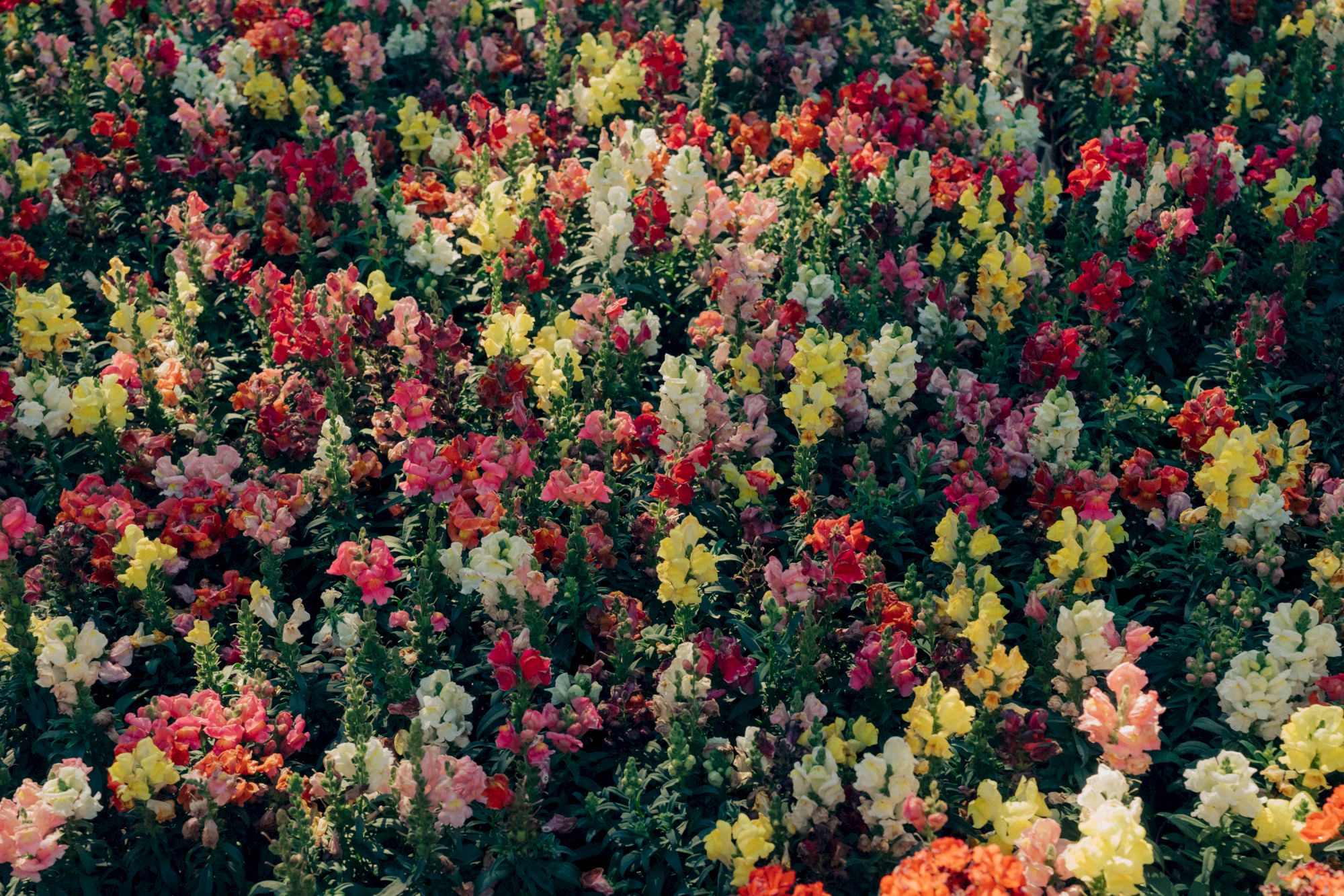 A vibrant field of multicolored flowers in full bloom, displaying red, pink, yellow, white, and orange blossoms across dense clusters.