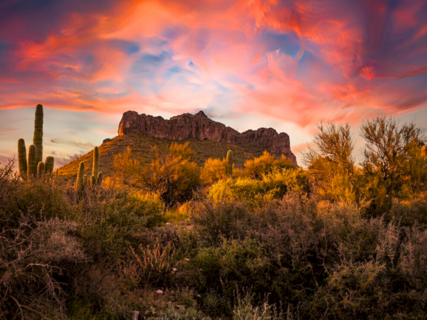 Desert landscape at sunset with towering cacti, scrubby bushes, and a rugged mesa silhouette under dramatic pink-orange clouds, peaceful and arid.