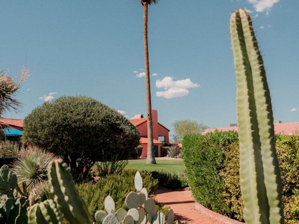 A sunny desert garden with tall cacti, a palm tree, trimmed bushes, and red brick paths by a red-roofed house.